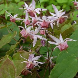 Epimedium Pink Elf - Püspöksüveg