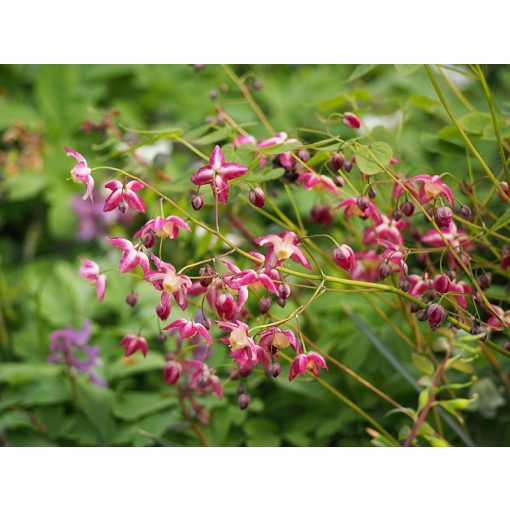 Epimedium rubrum - Püspöksüveg