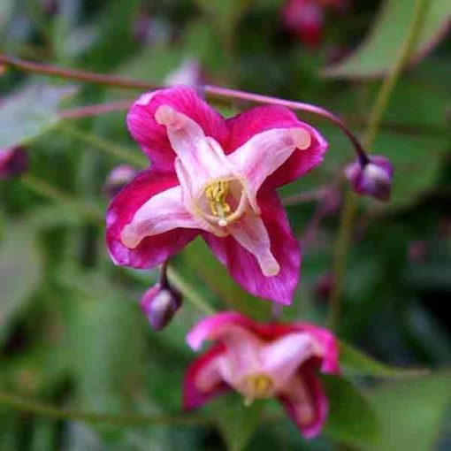 Epimedium rubrum Galadriel - Püspöksüveg