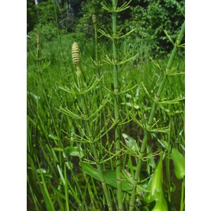 Equisetum fluviatile - Iszapzsurló