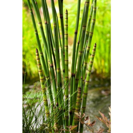 Equisetum japonicum - Japán zsurló