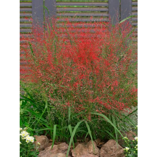 Eragrostis spectabilis - Tőtippan