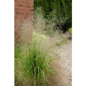 Eragrostis trichodes - Tőtippan