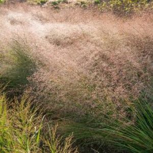 Eragrostis trichodes Bend - Tőtippan