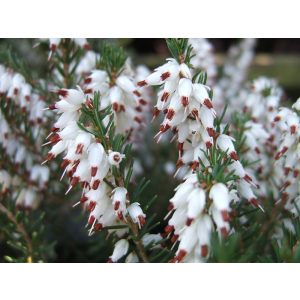 Erica darlayensis Silberschmelze - Örökzöld hanga