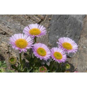 Erigeron glaucus - Küllőrojt