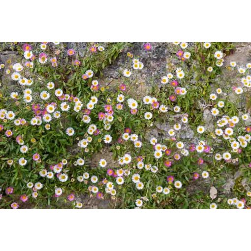 Erigeron karvinskianus Blütenmeer - Küllőrojt