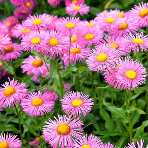 Erigeron Rosa Jewel - Küllőrojt