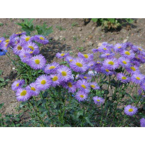 Erigeron speciosus - Küllőrojt