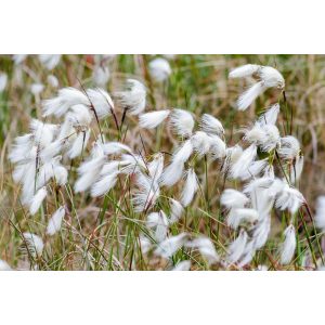 Eriophorum angustifolium - Keskenylevelű gyapjúsás