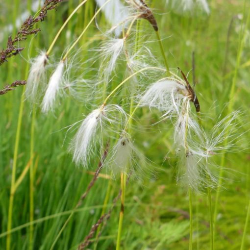 Eriophorum latifolium - Széleslevelű gyapjúsás