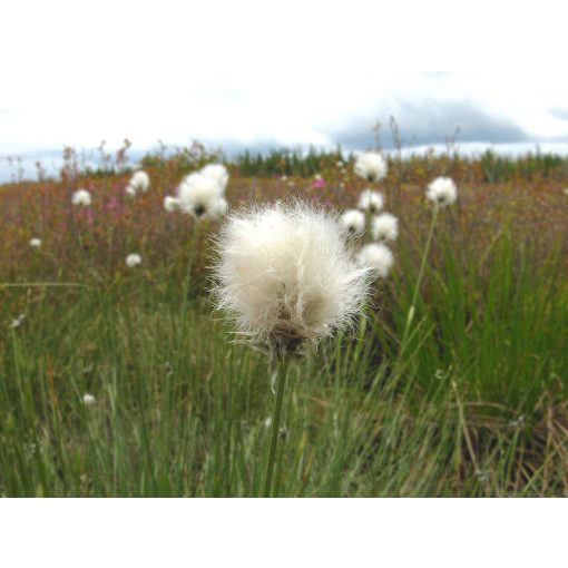 Eriophorum vaginatum - Hüvelyes gyapjúsás