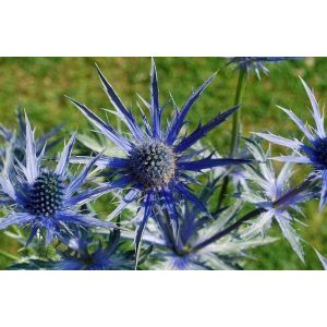 Eryngium Big Blue - Iringó