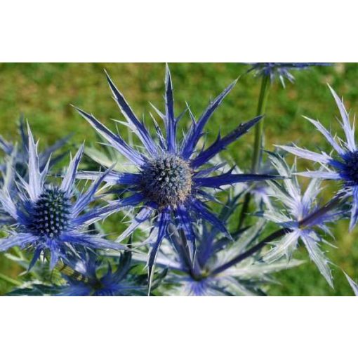 Eryngium Big Blue - Iringó