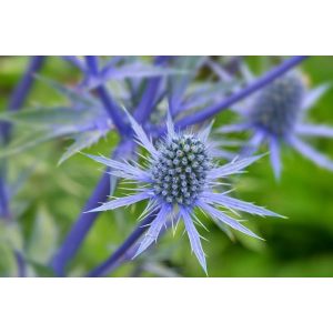 Eryngium planum - Iringó