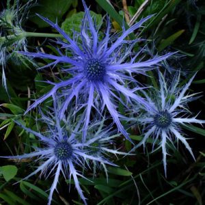 Eryngium planum Pen Blue - Iringó