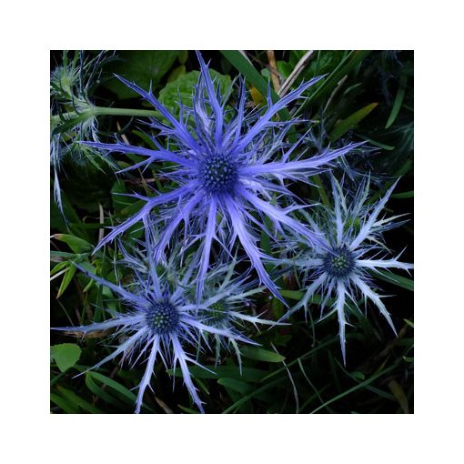 Eryngium planum Pen Blue - Iringó