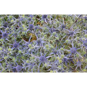 Eryngium tripartitum - Iringó