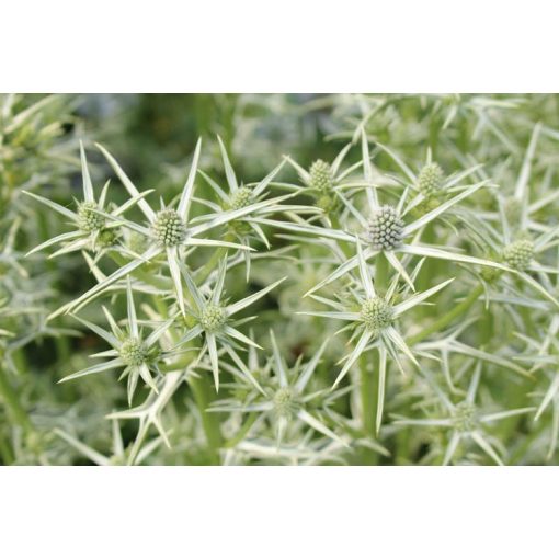 Eryngium variifolium - Iringó