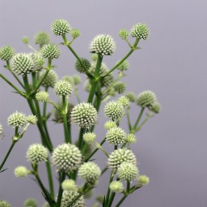 Eryngium yuccifolium Magical Green Globe - Iringó