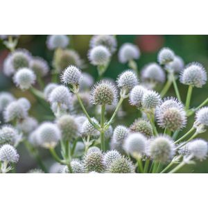 Eryngium yuccifolium - Iringó