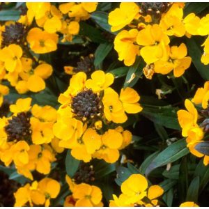 Erysimum Fragrant Sunshine - Repcsény