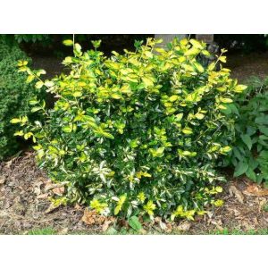 Euonymus fortunei Sunspot - Repkénykecskerágó