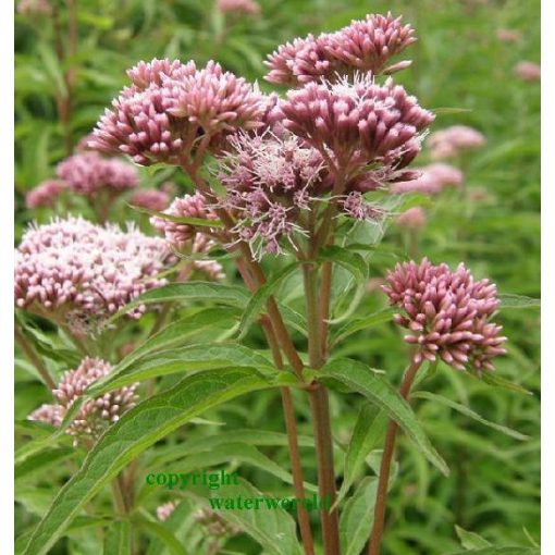 Eupatorium cannabinum - Sédkender