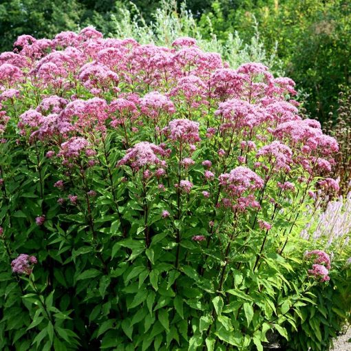 Eupatorium maculatum Atropurpureum - Sédkender