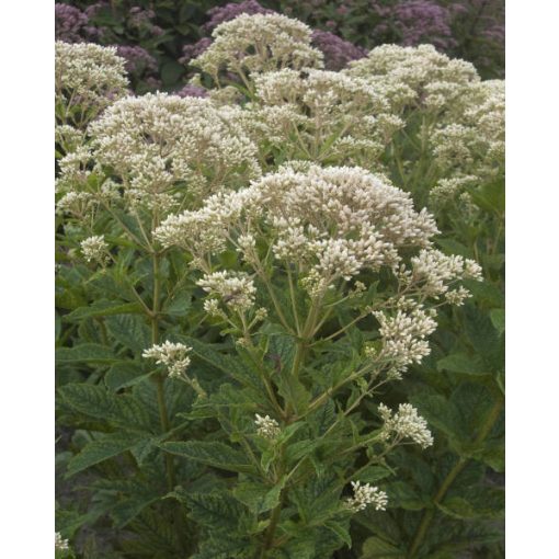 Eupatorium rugosum Snowball - Fehér sédkender