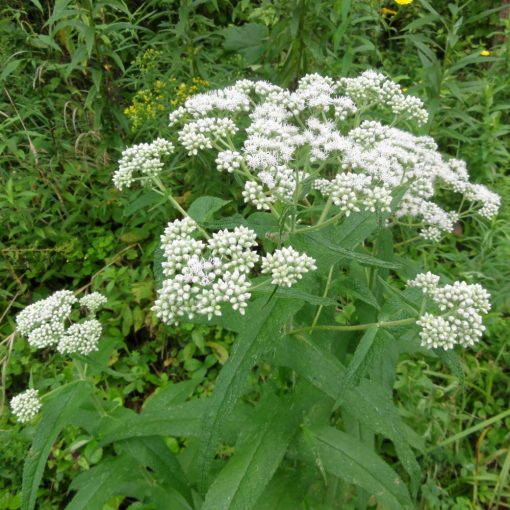 Eupatorium perfoliatum - Amerikai lázgyökér