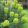 Euphorbia characias Blue Wonder - Velencei kutyatej