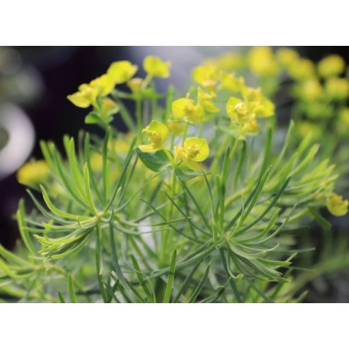 Euphorbia cyparissias Betten - Farkas kutyatej