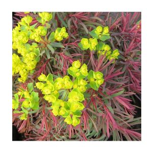 Euphorbia cyparissias Fens Ruby - Farkas kutyatej