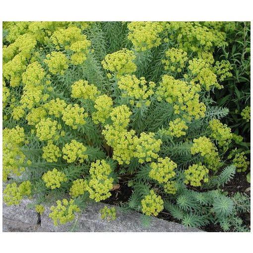 Euphorbia seguieriana niciciana - Pusztai kutyatej