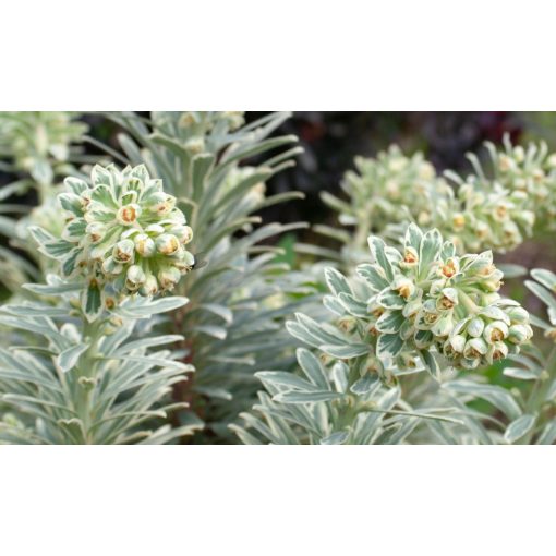 Euphorbia Silver Swan - Kutyatej