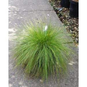 Festuca amethystina - Csenkesz