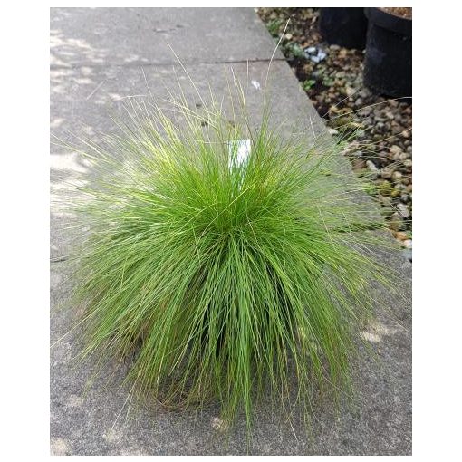 Festuca amethystina - Csenkesz