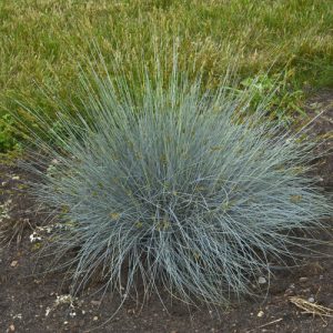 Festuca glauca - Csenkesz