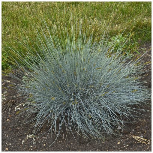 Festuca glauca - Csenkesz