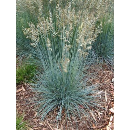 Festuca glauca Blauglut - Csenkesz