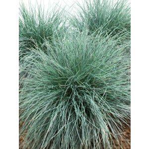 Festuca glauca Eisvogel - Csenkesz