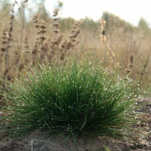 Festuca ovina - Csenkesz