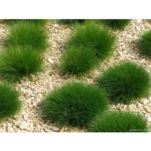 Festuca scoparia - Csenkesz