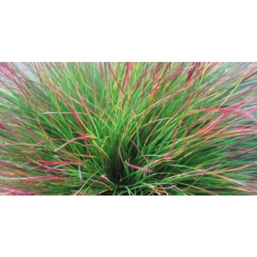 Festuca amethystina Walberla - Csenkesz