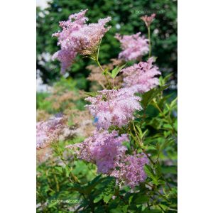 Filipendula purpurea Elegans - Legyezőfű