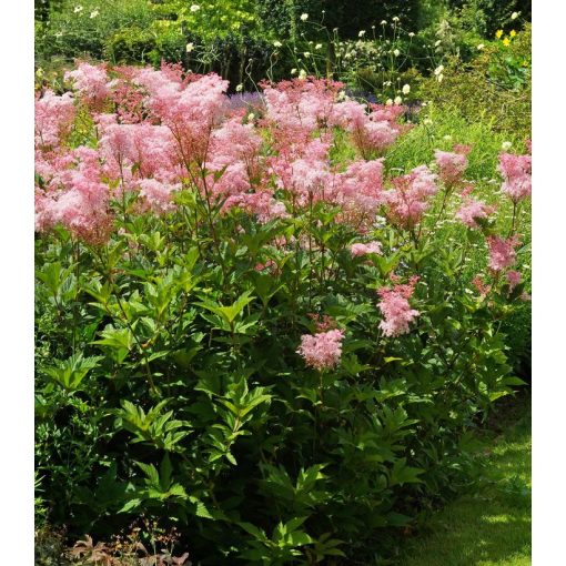 Filipendula rubra Venusta - Legyezőfű