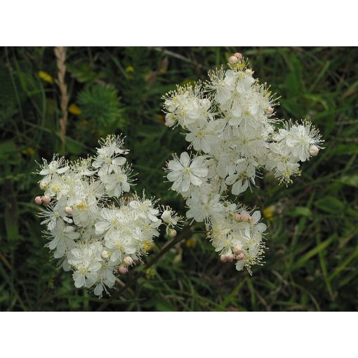 Filipendula vulgaris - Legyezőfű