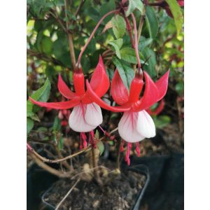 Fuchsia Madame Cornelissen - Fagytűrő fukszia