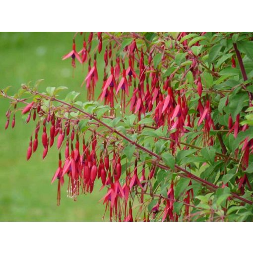 Fuchsia magellanica gracilis - Fagytűrő fukszia